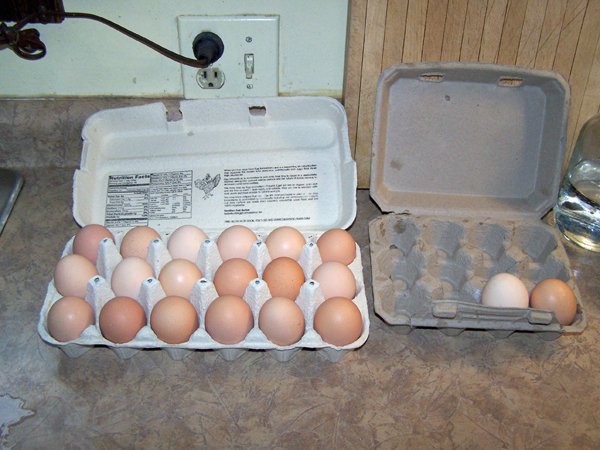 Old eggs crop May 2019.jpg