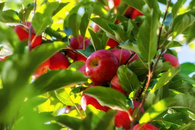 1000031563.webp