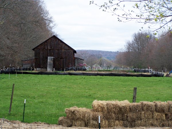 Pig area1 crop April 2014.jpg