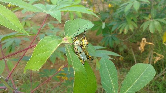 IMG_20250822_161148.jpg