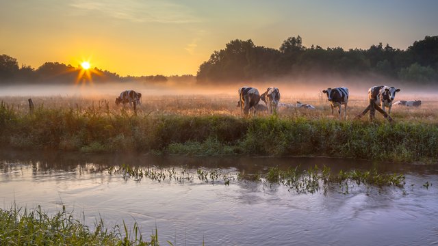 cows-in-meadow-on-bank-of-dinkel-river-at-sunrise-P2CWQDG.jpg