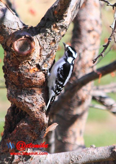 Downy Woodpecker PFW38.jpg