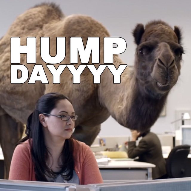 86132-Hump-Day-Camel.jpg