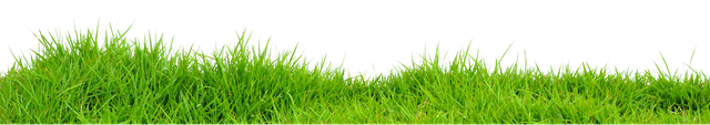 Grass-PNG-Photo.png