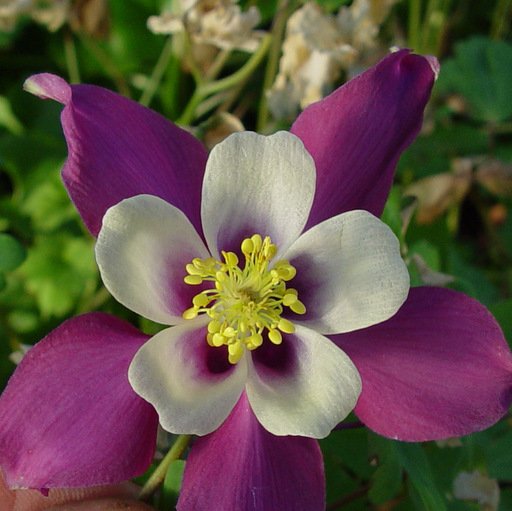 Aquilegia x cultorum McKana121412.JPG