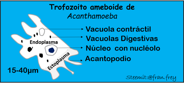 Trofozoito ameboide Acanthamoeba fran.frey.png