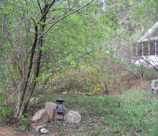 forsythia in bloom and girl statue.JPG