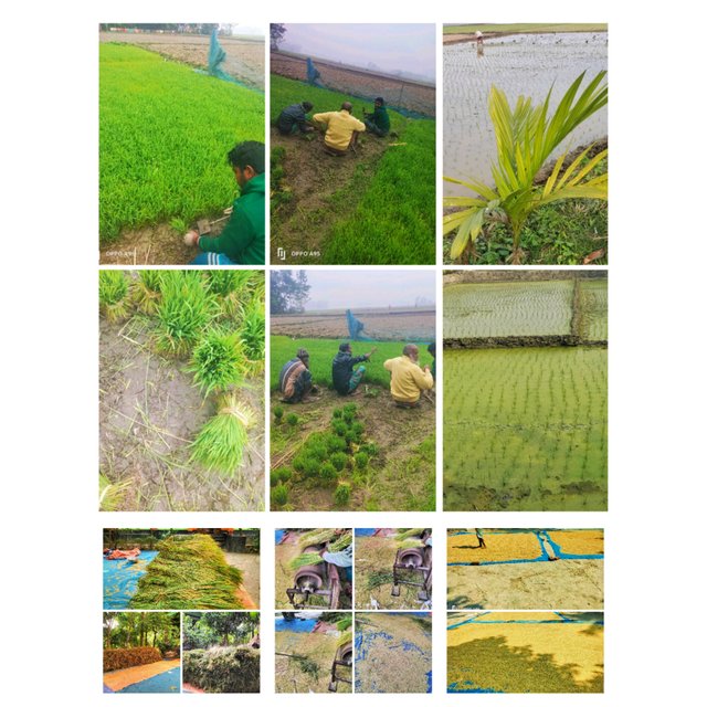 PhotoCollage_1749211333409.jpg