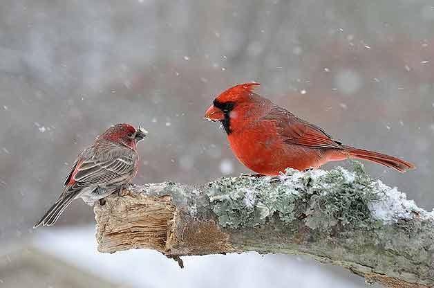 BIRDS_AND_BLOOMS_PROTECTING_BIRDS_IN_WINTER.jpg