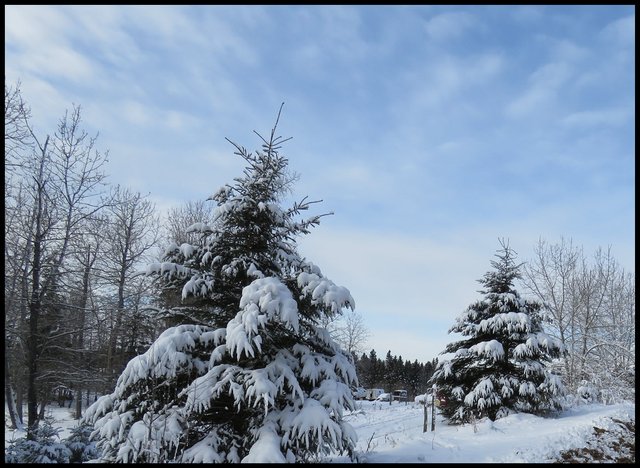 2 snowy spruce and an expansive sky.JPG