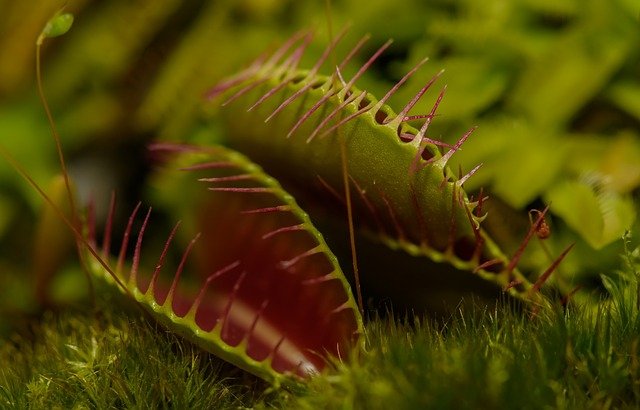 carnivorous-plant-217187_640.jpg