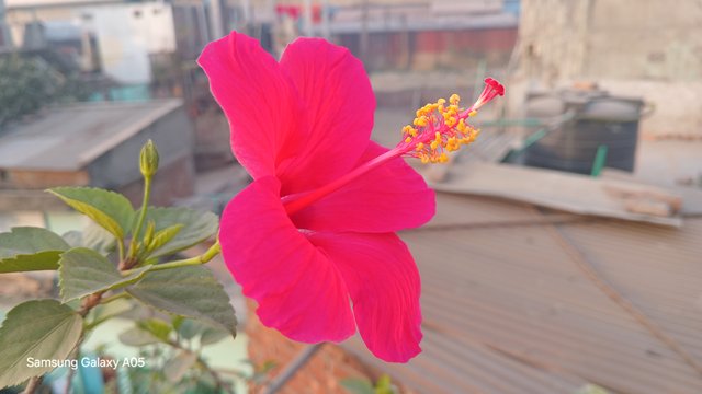 20250305_071219.jpg