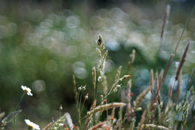 grass bubble bokeh.jpg