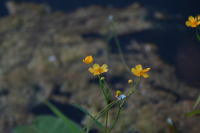 DSC02775.jpg