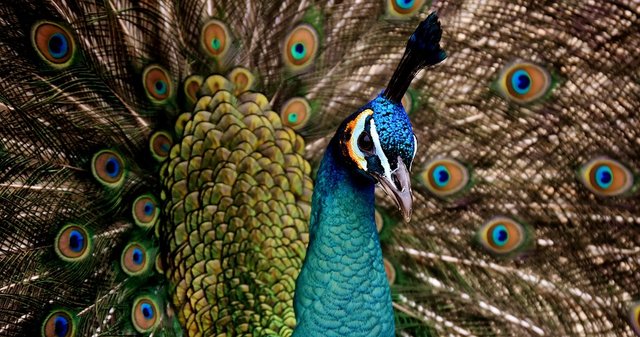 peacock-3080897_960_720.jpg