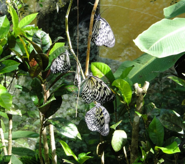 butterfly garden in bohol6.png