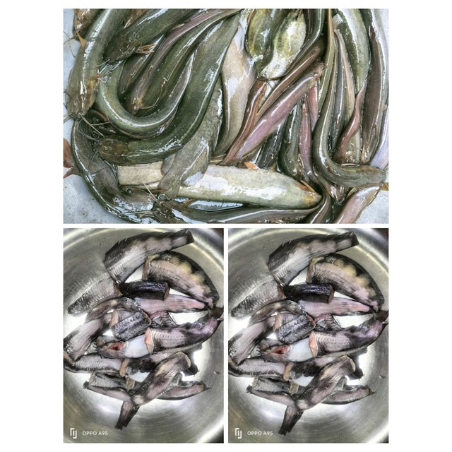 PhotoCollage_1747478120973.jpg