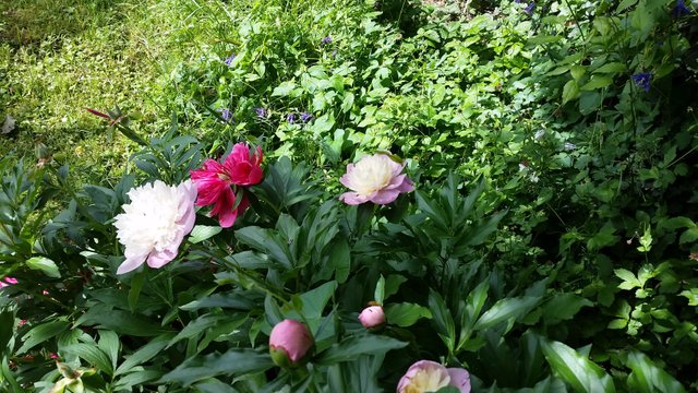 peony white red petals 2.jpg