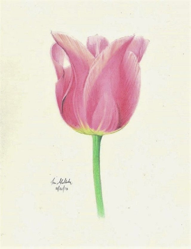 tulip 4.jpg