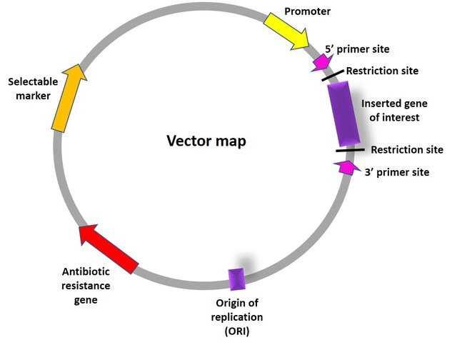 Vector map.jpg