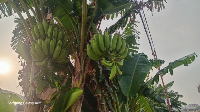 20250424_065011.jpg