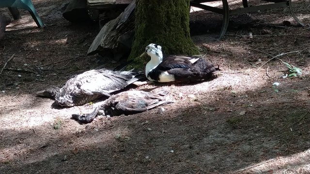 IMG_20190626_125132718.jpg