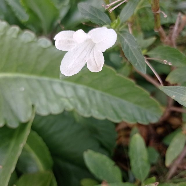 Ruellia tuberosa blanca 1.jpg