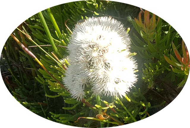 white_fynbos.jpg