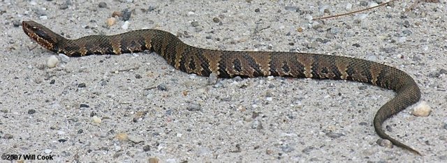 cottonmouth7782.jpg