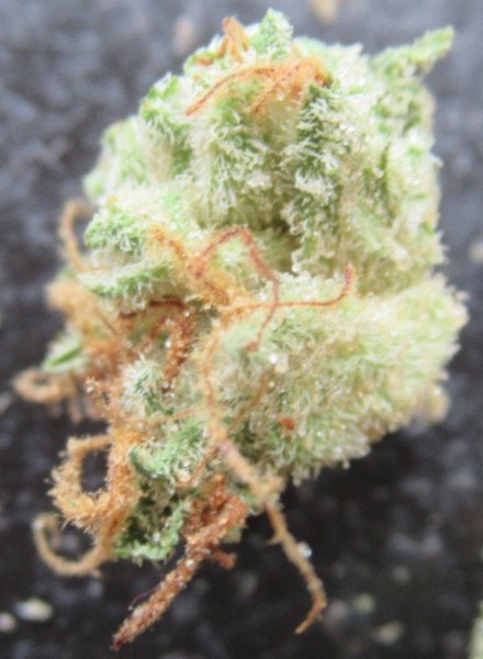 microsplitnugsjomers620.jpg