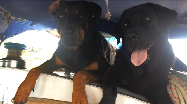 liveaboard-sailboat-with-dogs.jpg