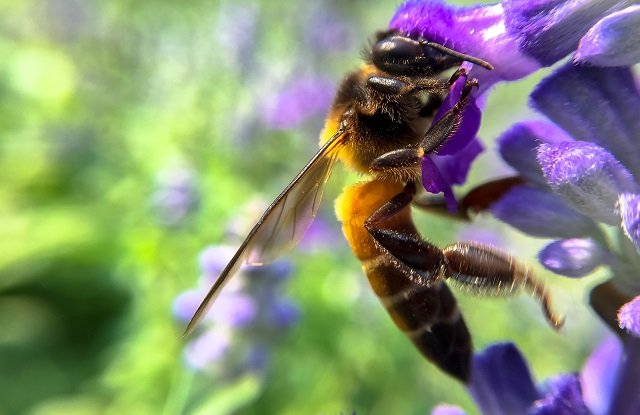 bee-on-flower.jpg