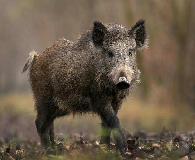 Wild-Boar-Background-.jpg