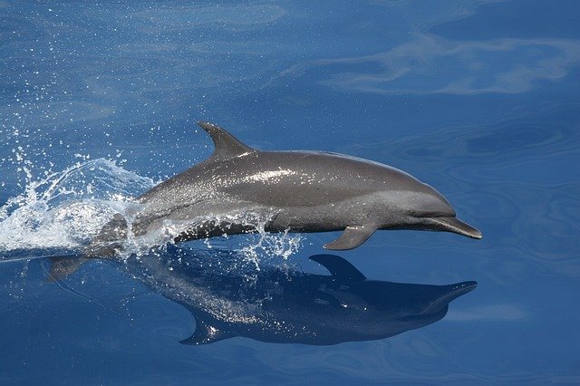 dolphin-79848_640.jpg