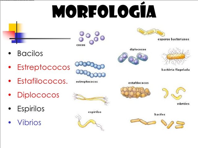 bacterias-7-728.jpg