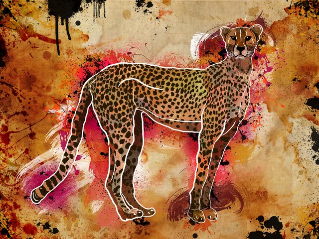 Cheetah7.jpg