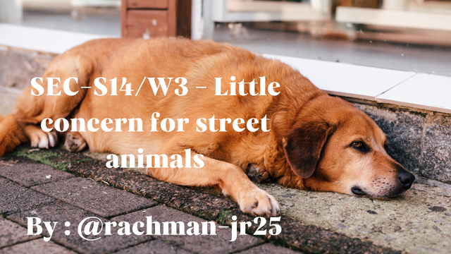 SEC-S14W3 - Little concern for street animals_20231215_105610_0000.png
