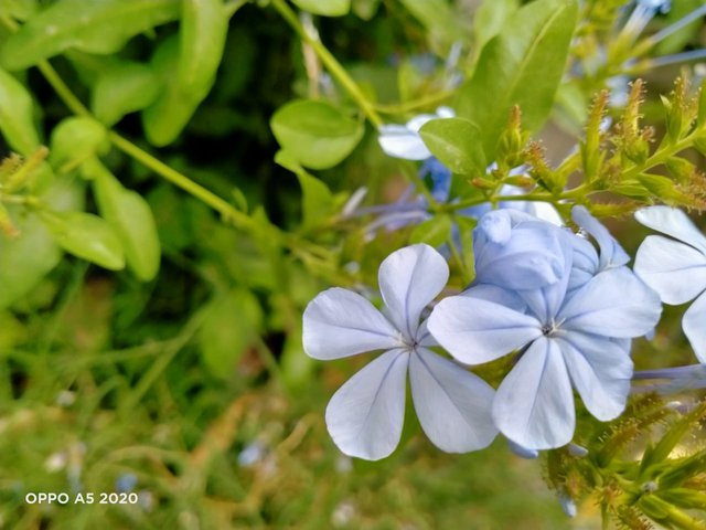 bellis flower (1).jpeg