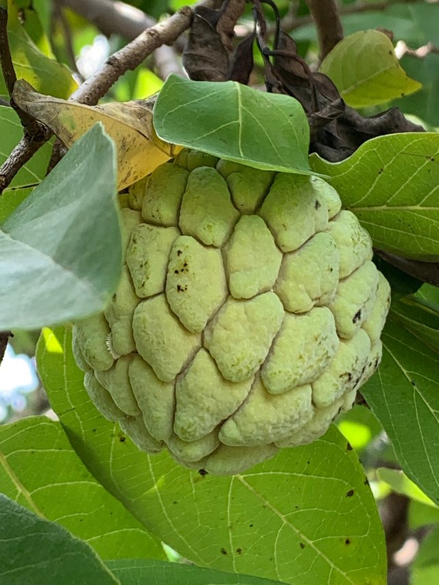 garden128.jpg