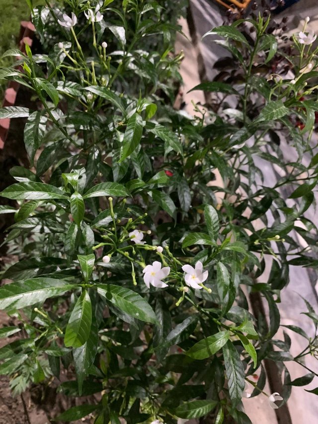 plant.jpg