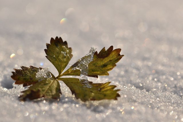 leaf ice snow bokeh.jpg