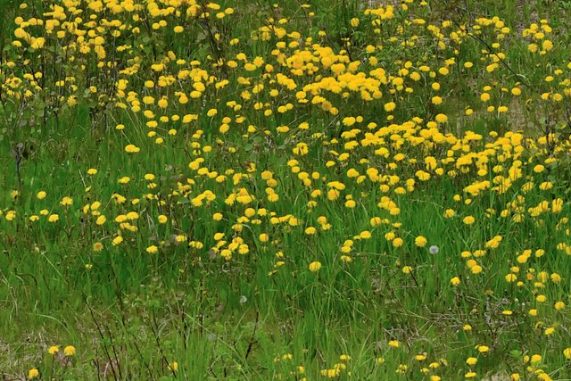 DSC_7202 dandelions.jpg