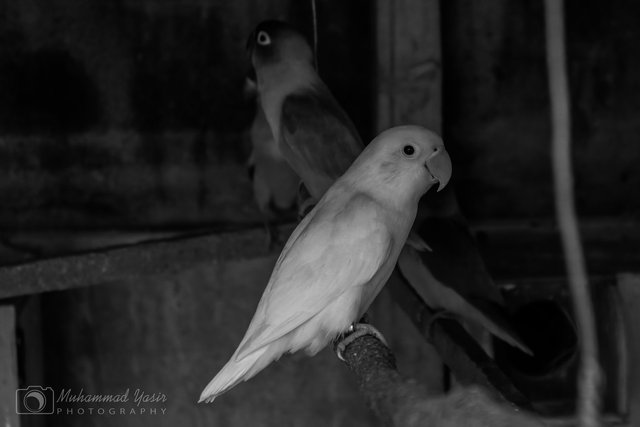 yasir bnw (4).jpeg
