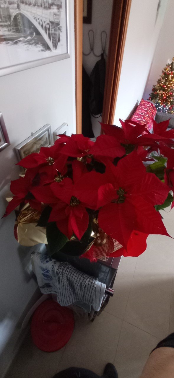 thumbnail_1641314209433.jpg