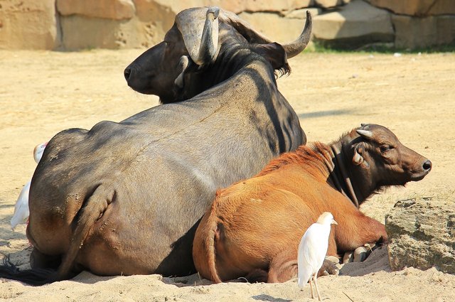 african-buffalo-1651281_1280.jpg