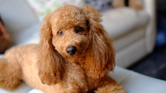 portrait-of-brown-poodle-sitting-on-sofa-678441021-590519945f9b5810dccfd490.jpg