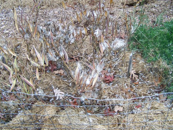 New Herb - Row 1, butterflyweed mess crop November 2019.jpg
