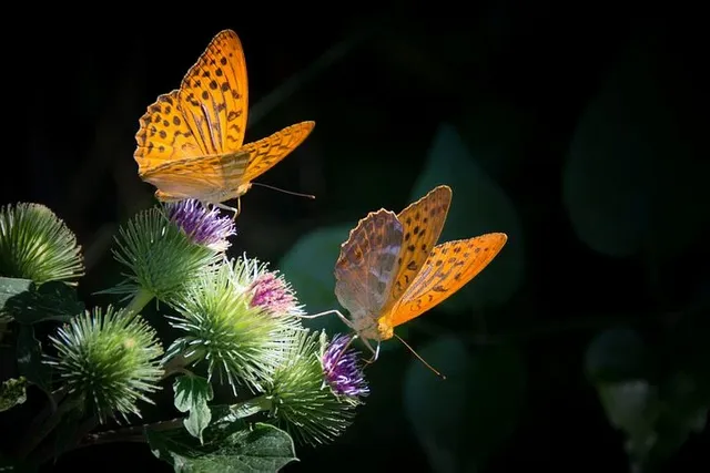 silver-bordered-fritillary-877121__480.webp