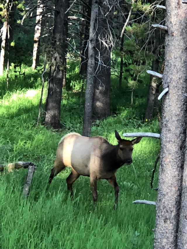 Elk in our Backyard.jpg