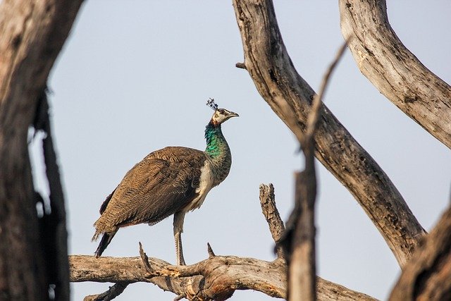 peacock-7166818_640.jpg